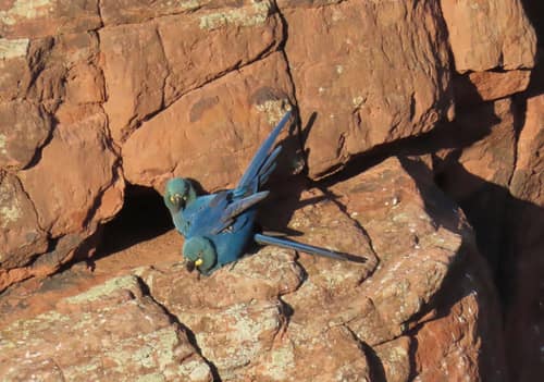 Lear's Macaw reference