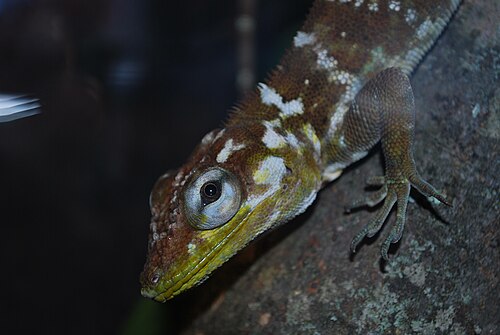 Hispaniolan Giant Anole reference
