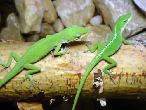 Green Anole reference