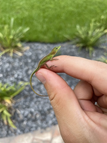 Hispaniolan Green Anole reference