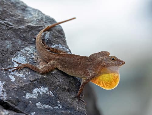 Crested Anole reference