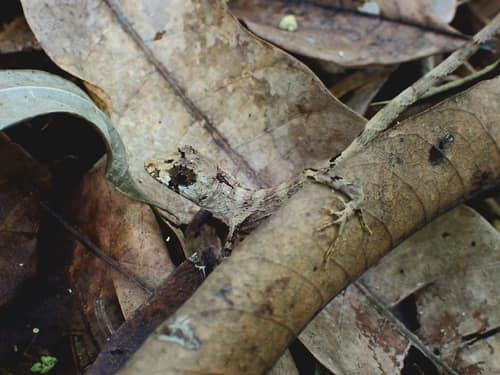 Puerto Rican Giant Anole reference