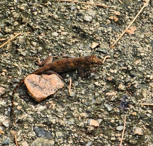Bark Anole reference