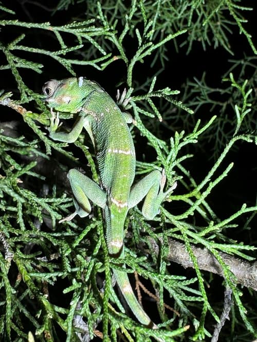Knight Anole reference