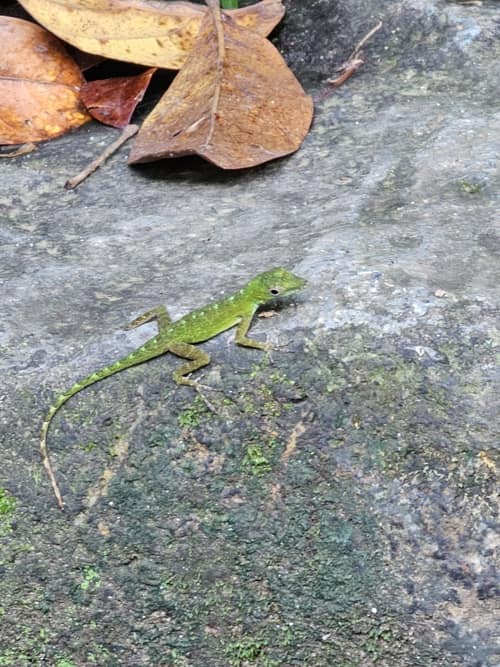 Emerald Anole reference