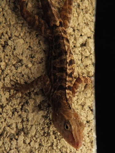 Jamaican Gray Anole reference