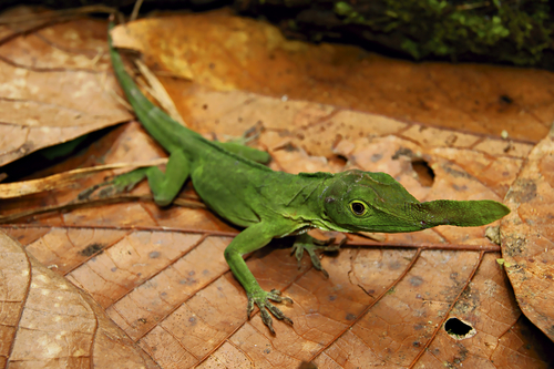 Amazonian Horned Anole reference