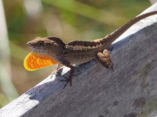Brown Anole reference