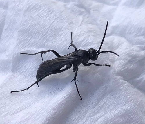 Blue-black Spider Wasp reference