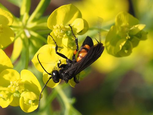 Black Spider Wasp reference