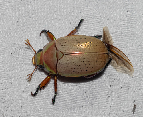 Common Christmas Beetle reference