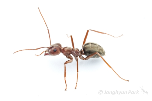 Pugnacious Ant reference