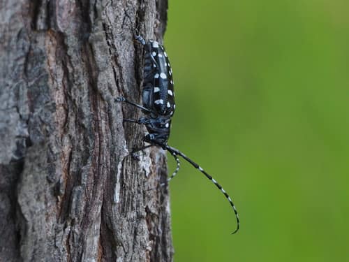 Asian Longhorned Beetle reference