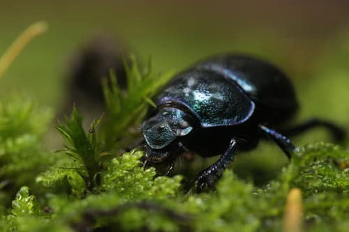 Woodland Dor Beetle reference