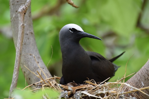 Black Noddy reference