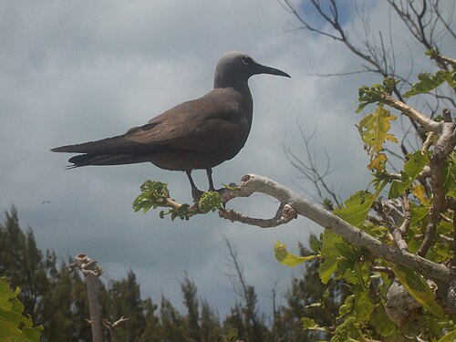 Lesser Noddy reference