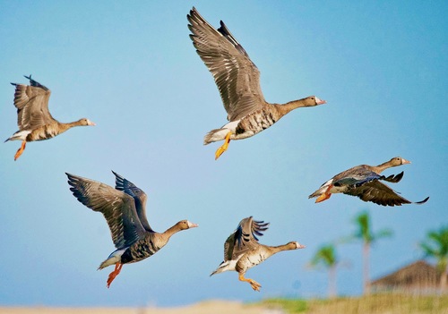 Greater White-fronted Goose reference