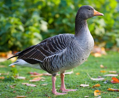 Greylag Goose reference