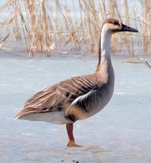Swan Goose reference