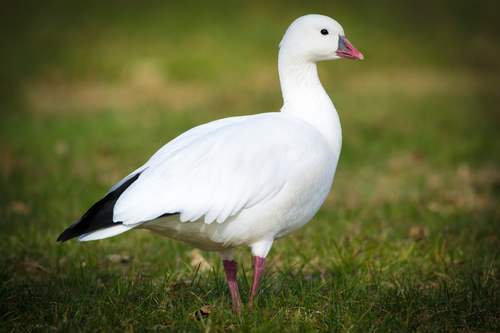Ross's Goose reference