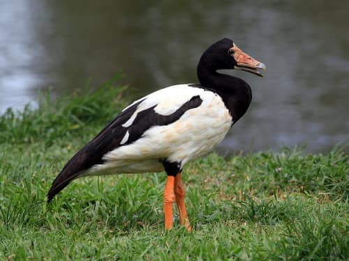Magpie Goose reference