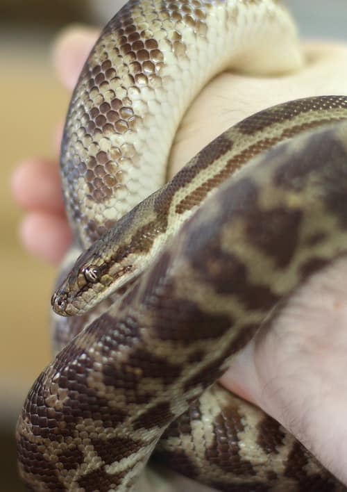 Children's Python reference