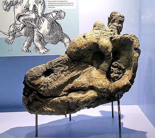 Anteosaurus reference