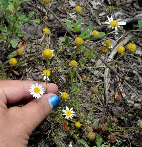 Stinking Chamomile reference