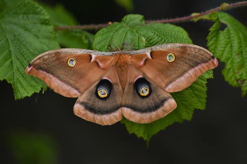Polyphemus Moth reference