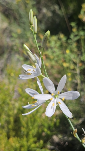 St. Bernard's Lily reference
