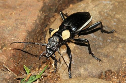 Two-Spotted Ground Beetle reference