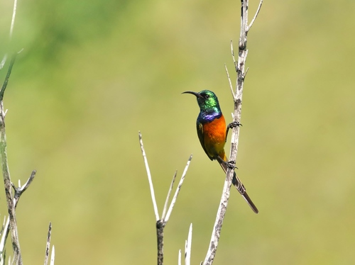 Orange-breasted Sunbird reference