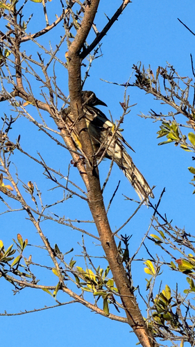 Red Wattlebird reference