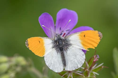Orange Tip reference