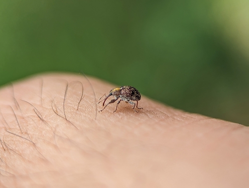 Boll Weevil reference
