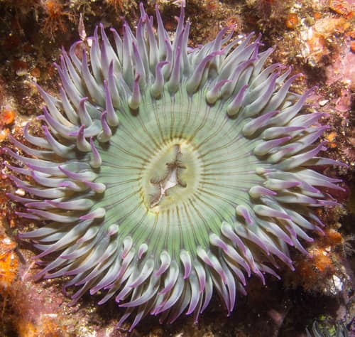 Aggregating Anemone reference