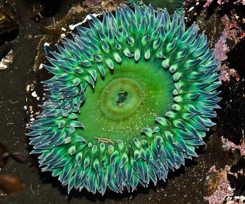 Giant Green Anemone reference