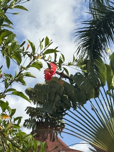 Hispaniolan Mango reference