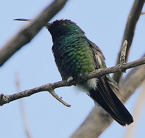 Green-throated Mango reference