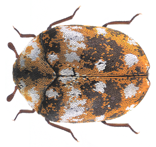 Furniture Carpet Beetle reference