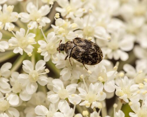 Museum Beetle reference