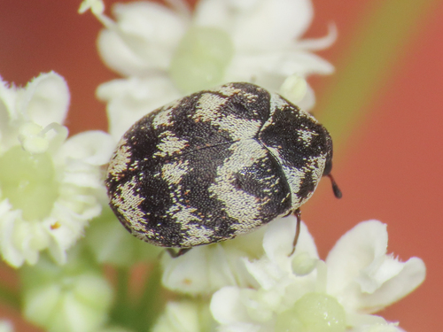Varied Carpet Beetle reference
