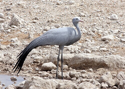 Blue Crane reference