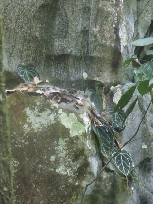 Crystal Anthurium reference