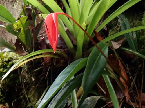 Flamingo Flower reference