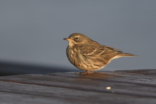 Rock Pipit reference