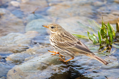 Meadow Pipit reference