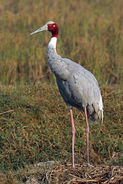 Sarus Crane reference