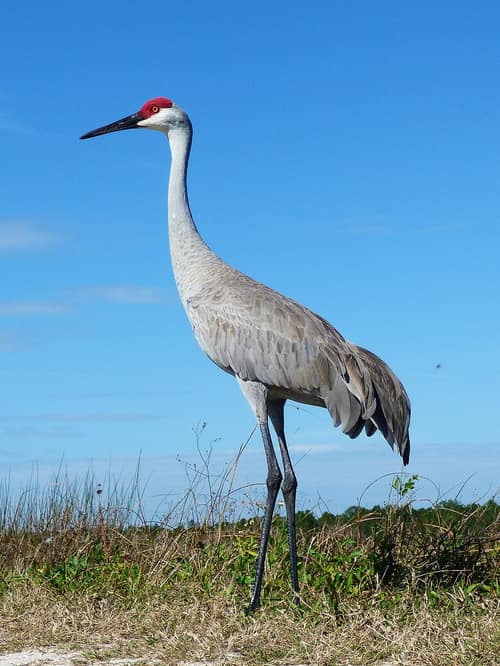 Sandhill Crane reference