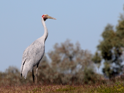 Brolga reference